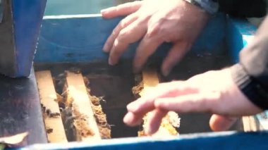 Arı-maker veya arı çerçeveleri üzerinde çalışan arıcı adam. Temizleme kovan çerçeveleri.