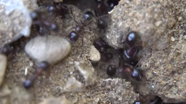 蚂蚁跑向蚁丘。蚂蚁群落。超级宏观特写镜头. — 图库视频影像