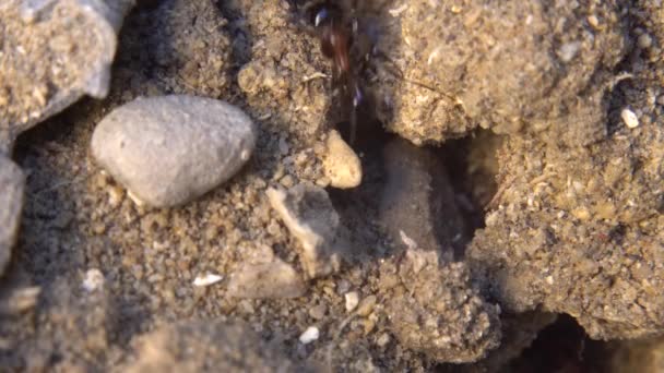 Ameisen laufen zu ihrem Ameisenhaufen. Morgensonne. Ameisengemeinschaft. Extreme Makro Nahaufnahme. — Stockvideo