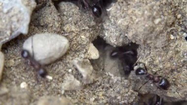 Karıncalar yuvalarına doğru koşuyor. Karınca topluluğu. Ekstrem makro yakın çekim.