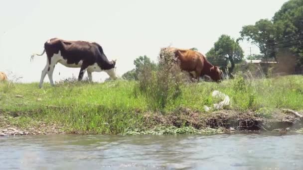 Groupe de vaches mangeant de l'herbe sur un pré près d'un ruisseau .