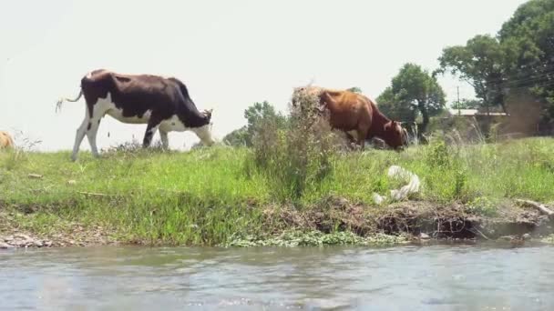 Groep koeien die gras eten op weide veld nabij rivier beek. — Stockvideo