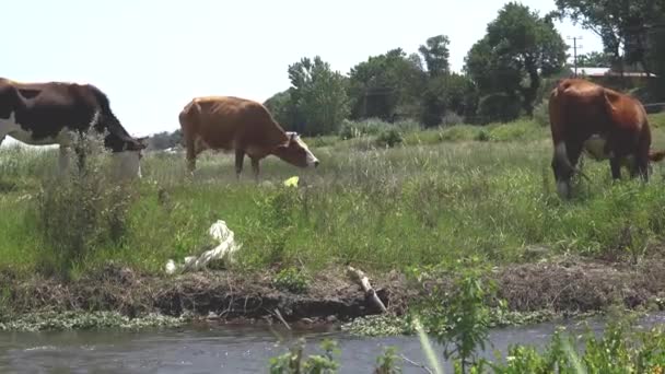 Groep koeien die gras eten op weide veld nabij rivier beek. — Stockvideo