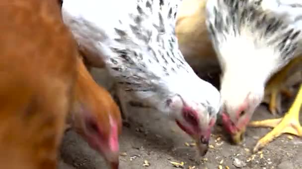 Viele Hühner streifen umher, und der Hahn wedelt mit den Flügeln und frisst Futter für die Henne im Dorfhof. — Stockvideo