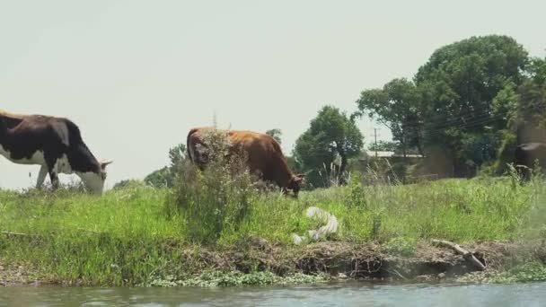 Groep koeien die gras eten op weide veld nabij rivier beek. — Stockvideo