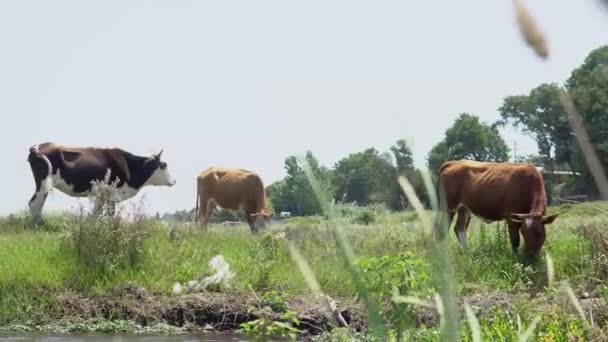 Skupina krav, které jedí trávu na louce u říčního potoka. — Stock video