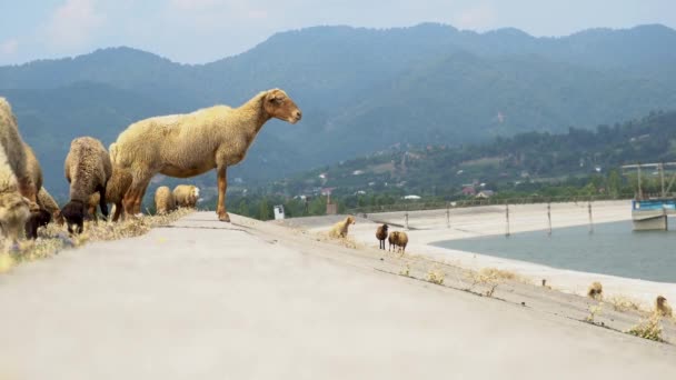 Gruppe von Schafen, die Gras fressen, im Hintergrund der Berg und das Wasserbecken. Erstaunliche Weidelandschaft mit Haustierherde im Hochland. — Stockvideo