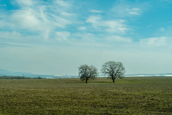 Zwei kahle Bäume auf einer großen Wiesenlandschaft. düstere und traurige Sicht der Dinge. — Stockfoto