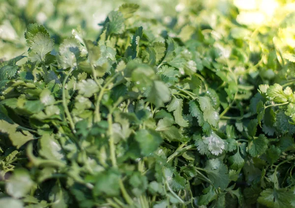 Stack of greenery or coriander at market. Bunch of fresh greens for sale. — Stock Photo, Image