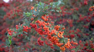 Sonbahar Pyracantha kümesi sonbaharda çalılıklarda. Yakın çekim..
