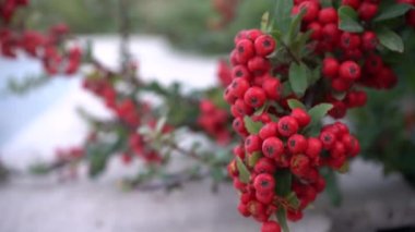 Sonbahar Pyracantha kümesi sonbaharda çalılıklarda. Yakın çekim..