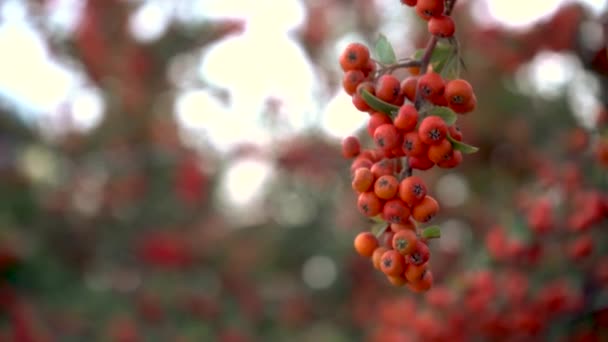 Autumn Pyracantha cluster on bush in autumn. Close up shot. — Stock Video