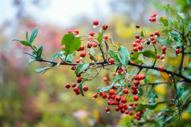 Orman Pyracantha çalısı böğürtlen dolu. Sabah çiğ taneleri..