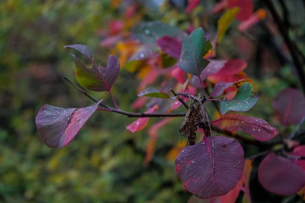 Gotas de rocío en las hojas rojas en la temporada de otoño mañana. —  Fotos de Stock