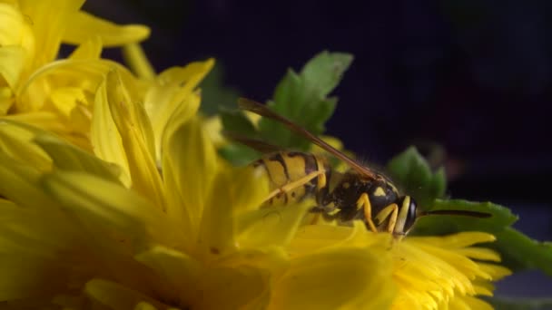 Bourdon sur une feuille verte. Plan macro de gros plan extrême . — Video