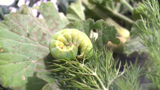 Πράσινο Catterpillar του Πηλιού Machaon πλησιάζει τις τελευταίες του ημέρες ως κάμπια. Κοιμάσαι σε ένα φύλλο. — Αρχείο Βίντεο