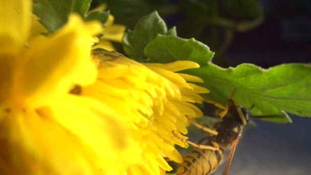 Hommel op een groen blad. Extreme close-up macro shot. — Stockvideo