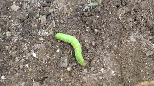 Groene rups van Papilio machaon nadert zijn laatste dagen als rups. Kruipen op de grond.. — Stockvideo