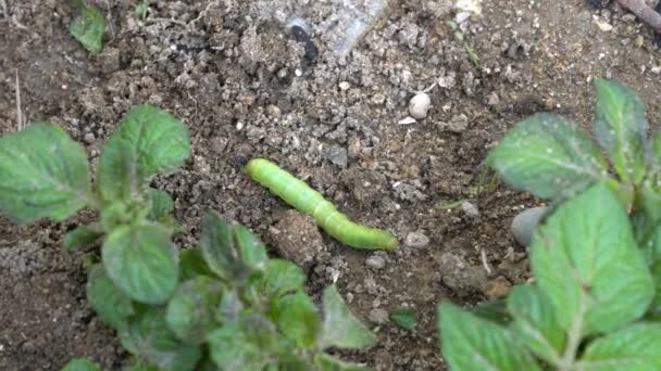 Die grüne Catterpillar von Papilio machaon nähert sich ihren letzten Tagen als Raupe. Kriechen auf dem Boden.. — Stockvideo