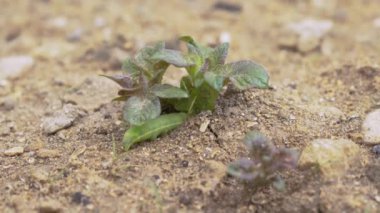 Papilio machaon 'un Yeşil Tırtıl' ı tırtıl olarak son günlerine yaklaşıyor. Patates çalılarının üzerinde sürünerek.