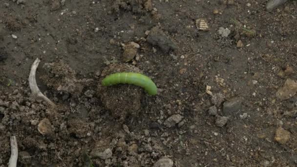 Πράσινο Catterpillar του Πηλιού Machaon πλησιάζει τις τελευταίες του ημέρες ως κάμπια. Σύρσιμο στο έδαφος.. — Αρχείο Βίντεο