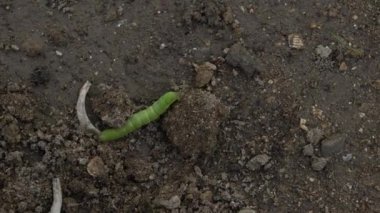 Papilio machaon 'un Yeşil Tırtıl' ı tırtıl olarak son günlerine yaklaşıyor. Sürünerek yerde..