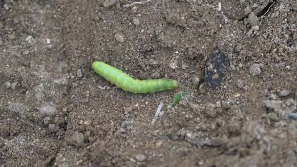 Green Catterpillar of Papilio machaon nearing its final days as a caterpillar. Crawling on ground.. — Stock Video