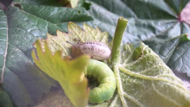 Groene rups van Papilio machaon nadert zijn laatste dagen als rups. — Stockvideo