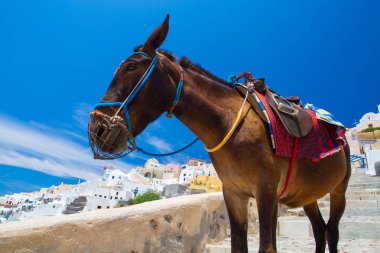 Eşek taksiler Santorini, Yunanistan