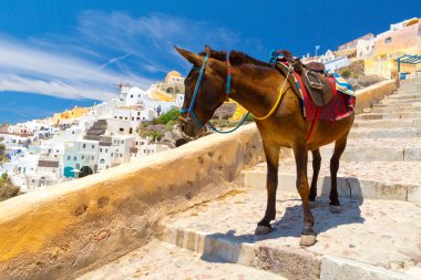 Eşek taksiler Santorini, Yunanistan