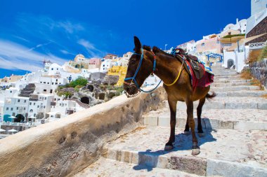 Eşek taksiler Santorini, Yunanistan