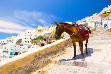 Eşek taksiler Santorini, Yunanistan