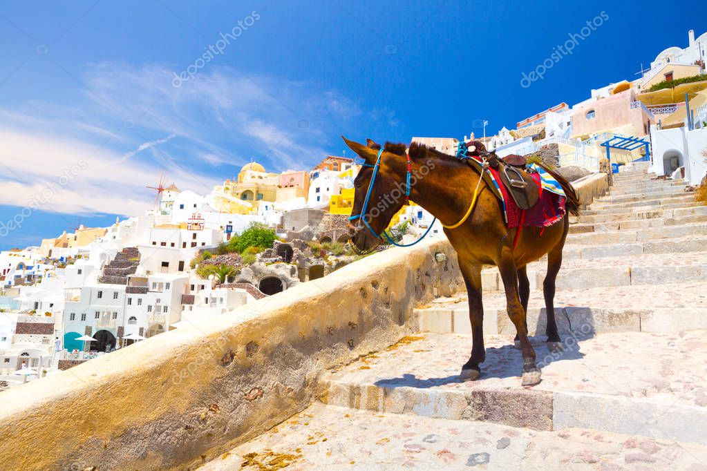 Donkey taxis in Santorini, Greece