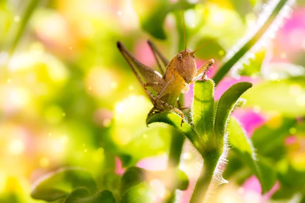 Grasshopper on a flower. — Stock Photo, Image