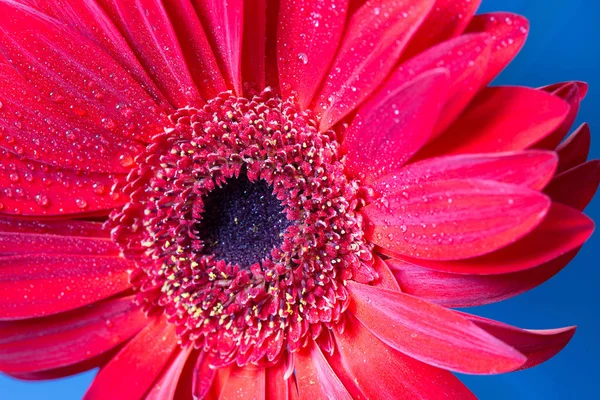 Taze ıslak gerbera çiçek yakın çekim — Stok fotoğraf