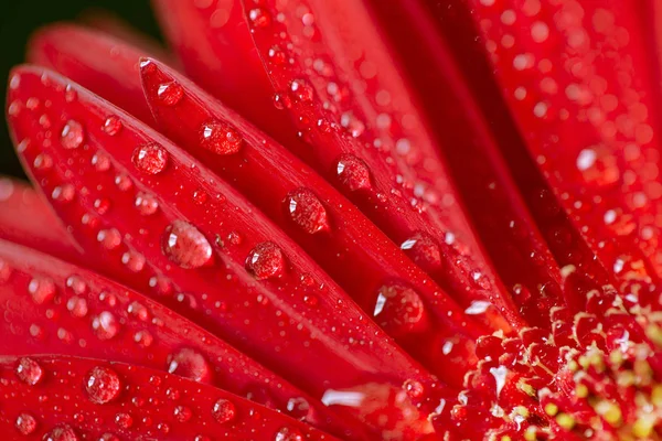 Taze ıslak gerbera çiçek yakın çekim — Stok fotoğraf