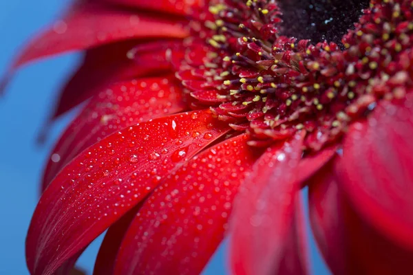 Bahar Taze Islak Gerbera Çiçek Yakın Çekim — Stok fotoğraf