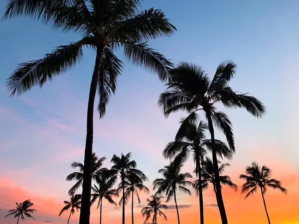 A dramatic colorful sunset with palm tree on maui island in Hawaii