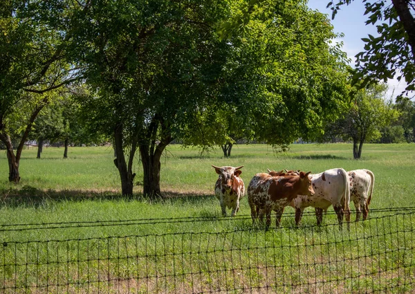 Justin Texas 'ta otlakta inekleri otlatırdı.