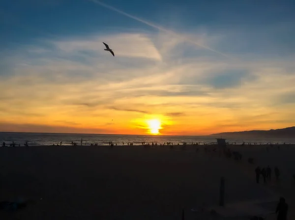 Peaceful Sunset View Santa Monica Beach Lifeguard Tower Flying Bird — Stock Photo, Image