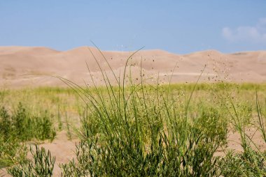 Yazın Colorado 'daki Great Sand Dunes Ulusal Parkı' ndaki Hint ricegrass manzarasına yakın.