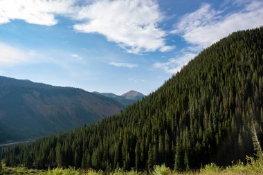 Mavi ladin ağaçları Colorado 'daki Kızıl Dağ' ın yakınında yetişiyor.