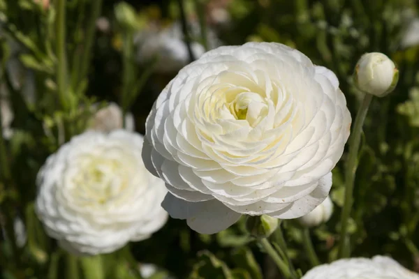 Цветущие Белые Цветы Ranunculus Саду — стоковое фото