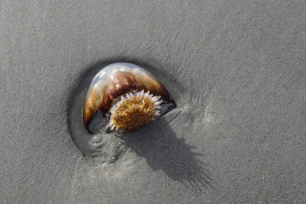 Cannonball Jelly Stomolophus Meleagris Gewassen Aan Wal Myrtle Beach South — Stockfoto