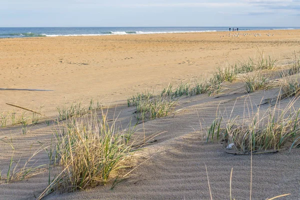 Herbe Plage Avoine Mer Dunes Sable Sur Sandbridge Beach Virginia — Photo