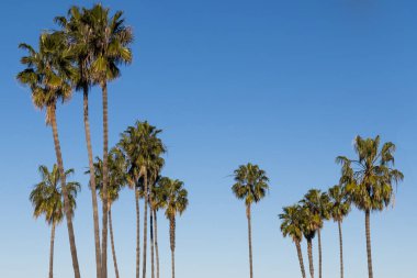 San Diego, Kaliforniya'da bir grup Washingtonia robusta palmiye ağacı.
