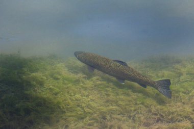 Balık alabalık doğal Habitat