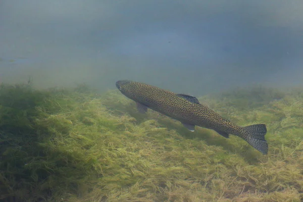 Balık alabalık doğal Habitat