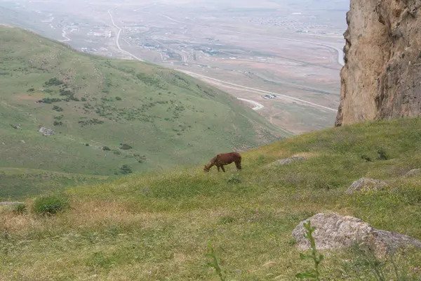 Mount Beshbarmag çevresinde sayısı