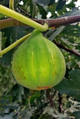 Bahçedeki dal olgun incir